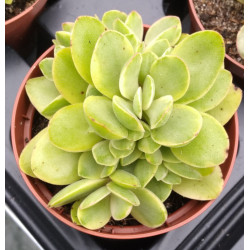 Crassula swaziensis variegata