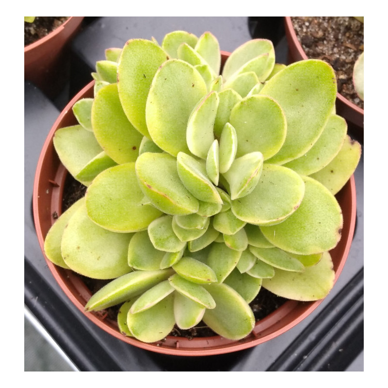 Crassula swaziensis variegata Crassula swaziensis variegata