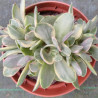 Crassula swaziensis variegata