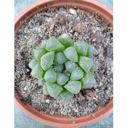 Haworthia cooperi