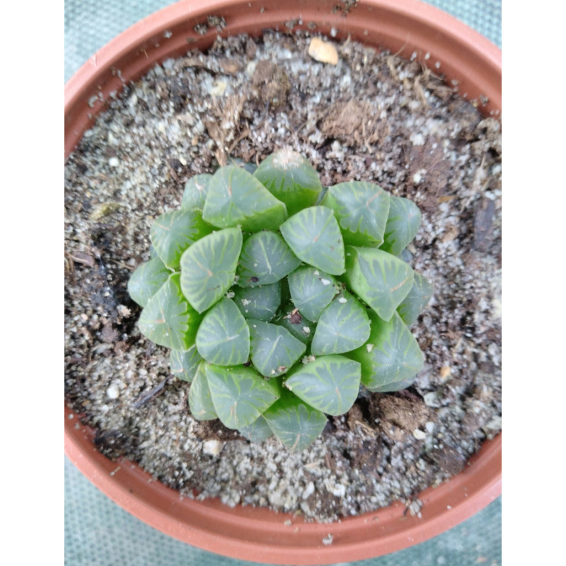 Haworthia cooperi Haworthia cooperi