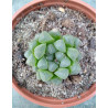 Haworthia cooperi