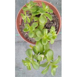 Sedum kimnachii