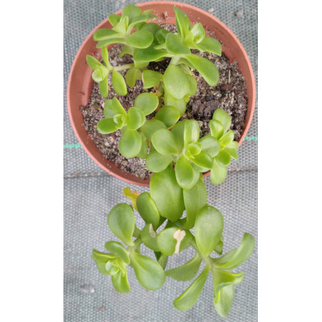 Sedum kimnachii