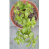 Sedum kimnachii