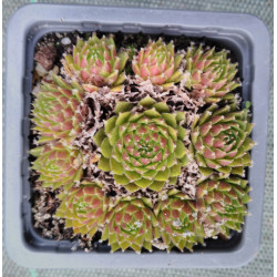 Sempervivum silberkarneol