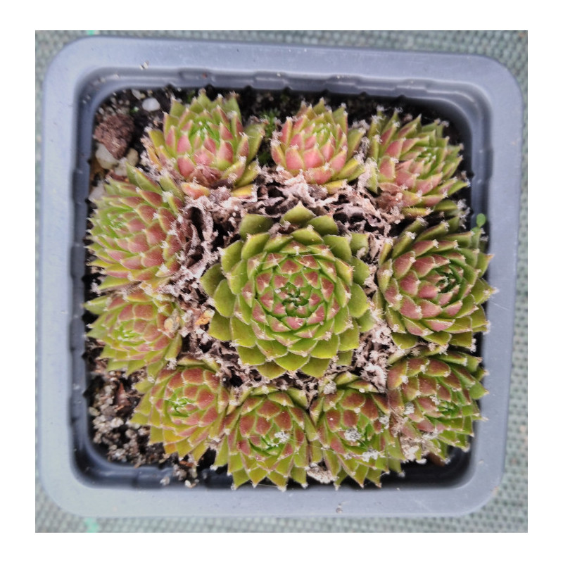Sempervivum silberkarneol Sempervivum silberkarneol