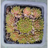 Sempervivum silberkarneol