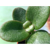 Crassula multicava