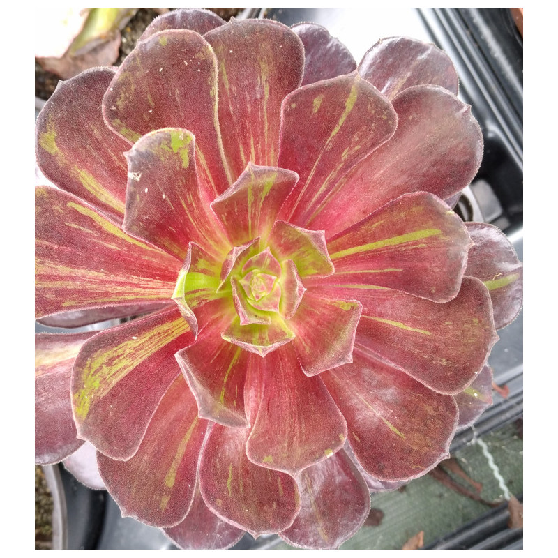 Aeonium Zwartkop Big Bang