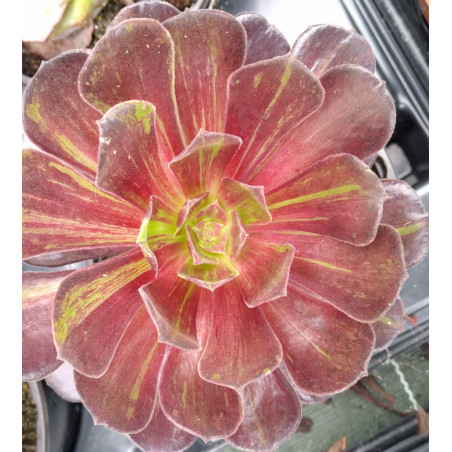 Aeonium Big Bang