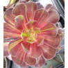 Aeonium Zwartkop Big Bang