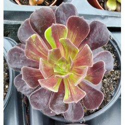 Aeonium Zwartkop Big Bang