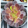 Aeonium Zwartkop Big Bang
