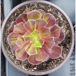 Aeonium Zwartkop Big Bang