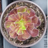 Aeonium Zwartkop Big Bang
