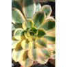 Aeonium Sunburst
