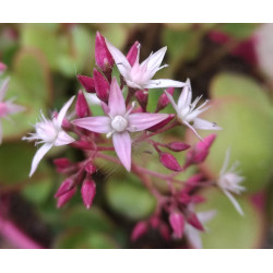 Crassula multicava