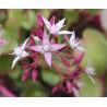 Crassula multicava