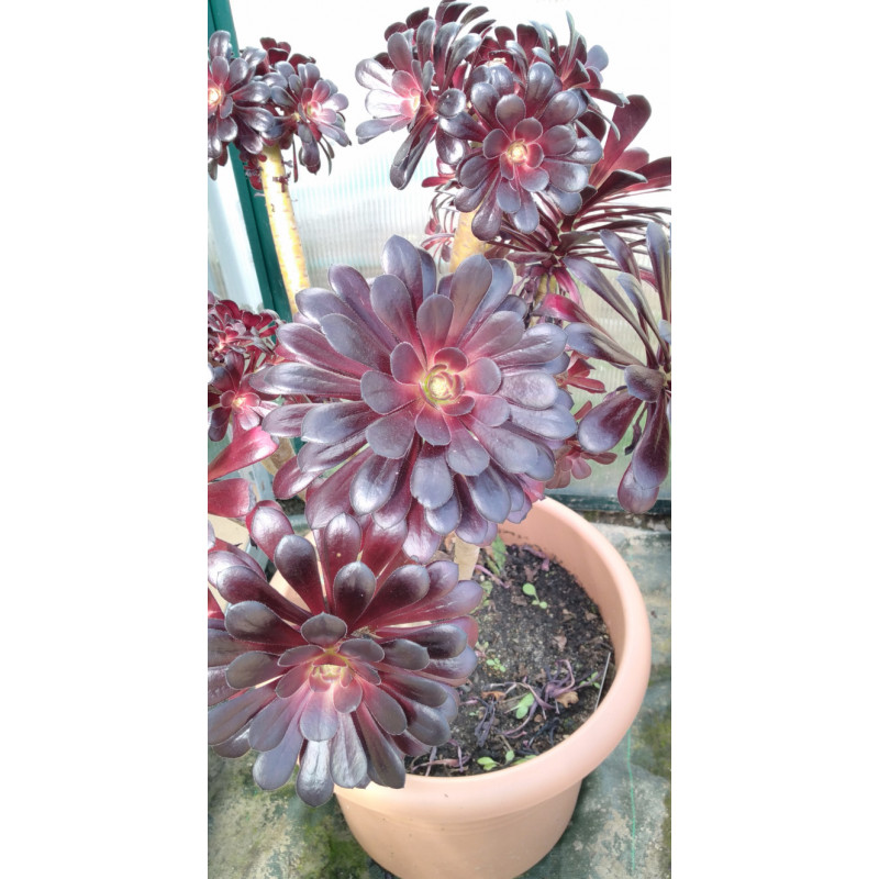 Aeonium Zwartkop Aeonium Zwartkop