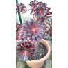 Aeonium Zwartkop