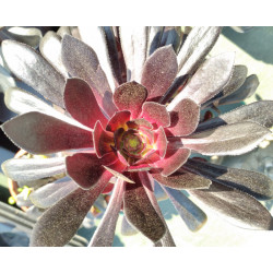 Aeonium Zwartkop