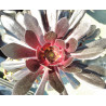 Aeonium Zwartkop