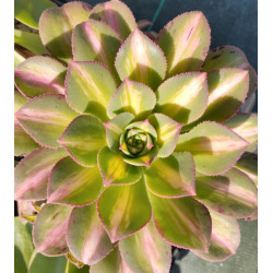 Aeonium Starburst