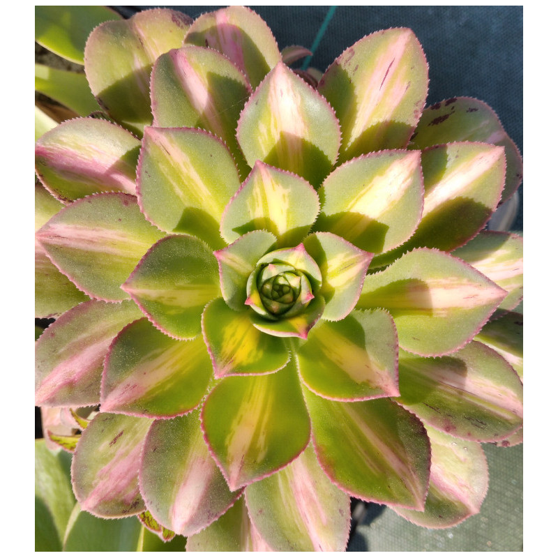 Aeonium Starburst Aeonium Starburst