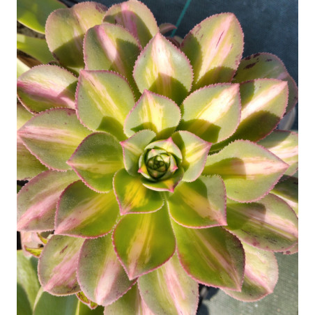 Aeonium Starburst