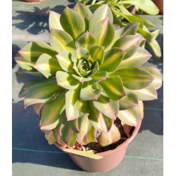 Aeonium Starburst