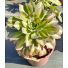 Aeonium Starburst