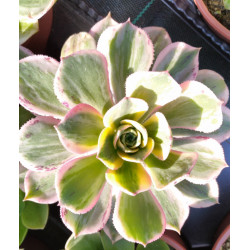 Aeonium Sunburst
