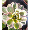 Aeonium Sunburst