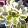 Aeonium Sunburst