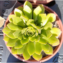 Aeonium nogalesii
