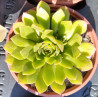 Aeonium nogalesii