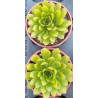 Aeonium nogalesii