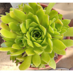Aeonium nogalesii
