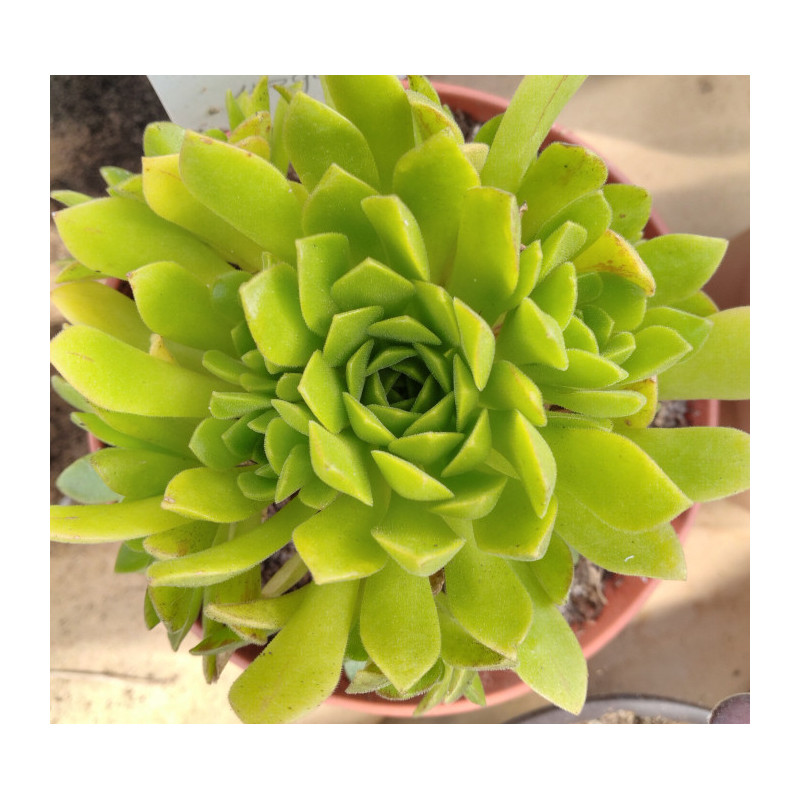 Aeonium nogalesii Aeonium nogalesii
