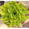 Aeonium nogalesii