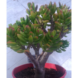 Crassula ovata Hobbit