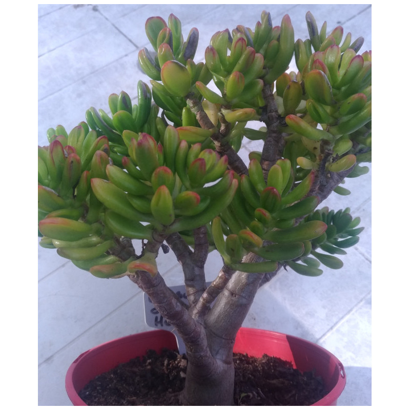 Crassula ovata Hobbit Crassula ovata Hobbit