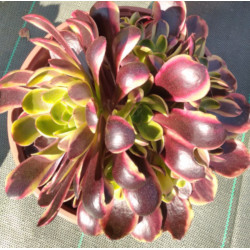 Aeonium Superbang