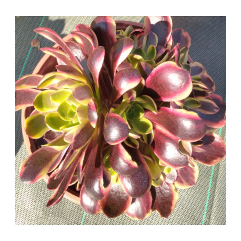 Aeonium Superbang Aeonium Superbang