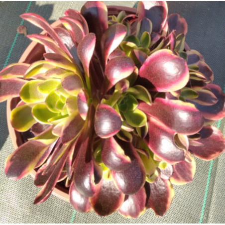 Aeonium Superbang