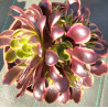 Aeonium Superbang
