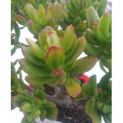 Crassula ovata Hobbit