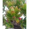 Crassula ovata Hobbit