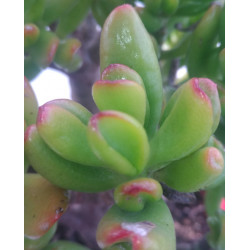 Crassula ovata Hobbit